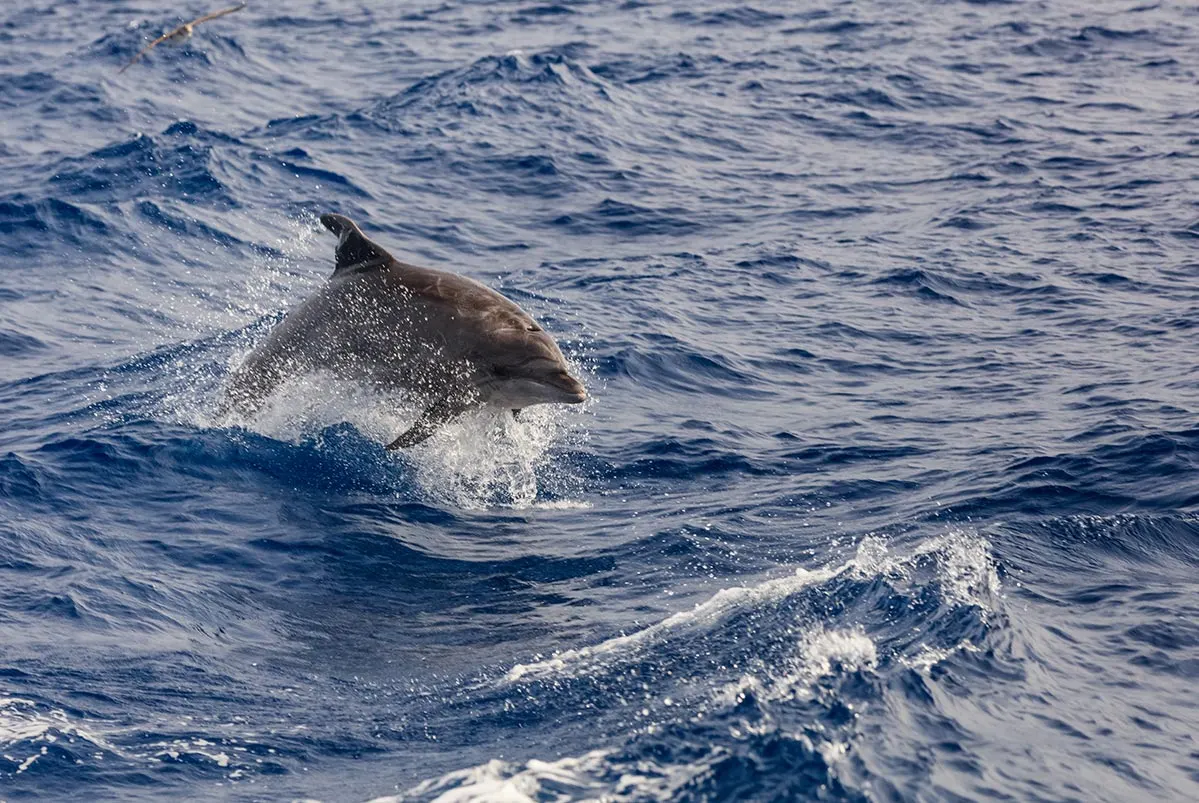 Dolphin Safe